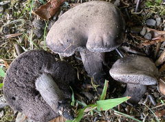 Tylopilus griseocarneus