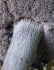 Tylopilus griseocarneus