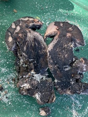 Tylopilus griseocarneus