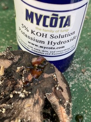 Tylopilus griseocarneus