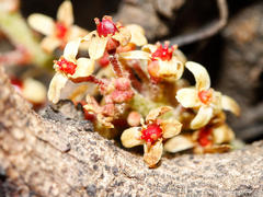 Lannea edulis edulis