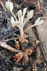 Lannea edulis edulis