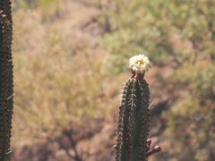 Stenocereus montanus