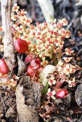 Lannea edulis edulis