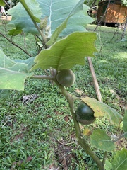 Solanum sessiliflorum