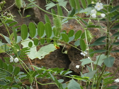 Echinopepon wrightii
