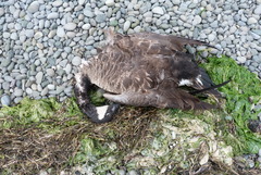 Branta canadensis maxima
