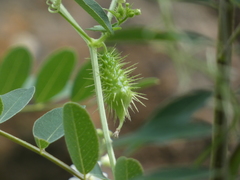 Echinopepon wrightii
