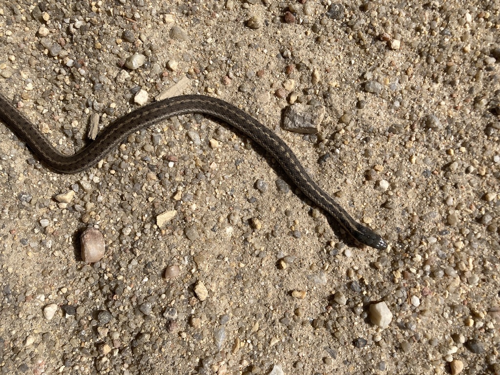 Western Terrestrial Garter Snake from Boise National Forest, Cascade ...