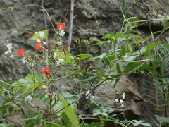 Echinopepon wrightii