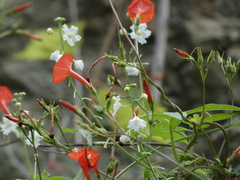 Echinopepon wrightii