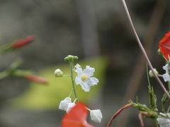 Echinopepon wrightii