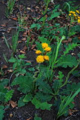 Berkheya umbellata