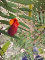 Bossiaea rupicola