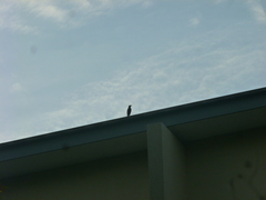 Acridotheres javanicus