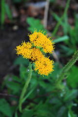 Berkheya umbellata