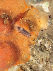 Cirolana harfordi