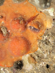 Cirolana harfordi