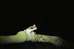 Osteocephalus planiceps