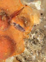 Cirolana harfordi