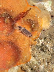 Cirolana harfordi