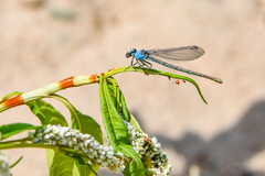 Enallagma exsulans