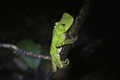 Enyalioides laticeps