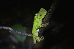 Enyalioides laticeps