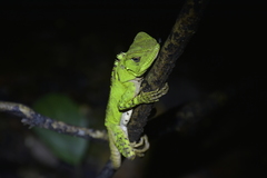 Enyalioides laticeps