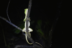 Enyalioides laticeps