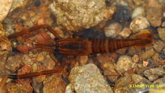 Macrobrachium nipponense