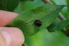 Coccinellidae