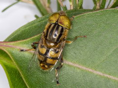 Eristalinus punctulatus