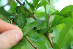 Coccinellidae