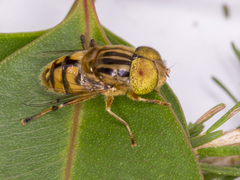 Eristalinus punctulatus