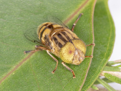 Eristalinus punctulatus