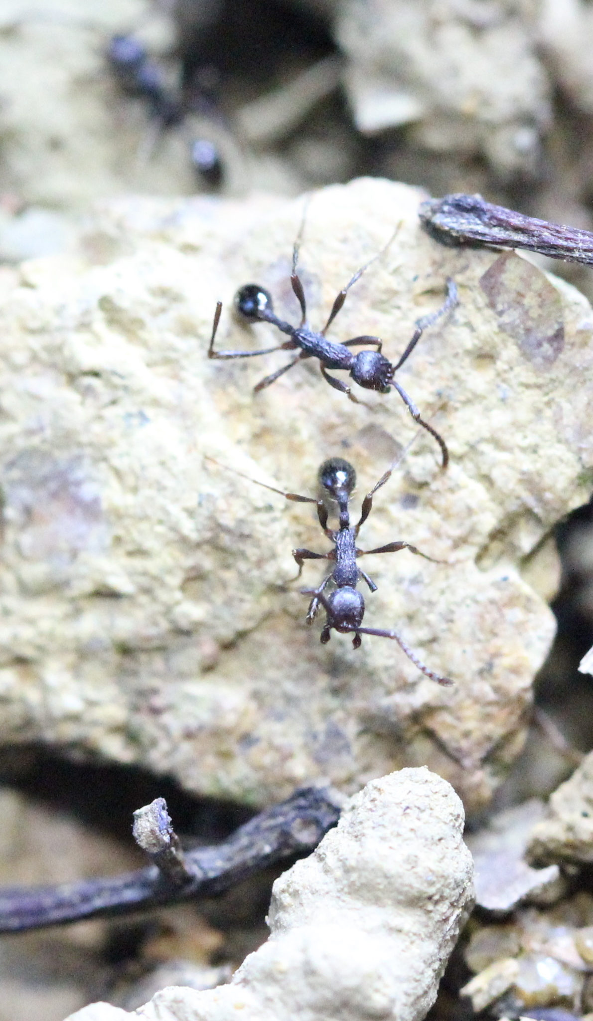 Aenictus dentatus