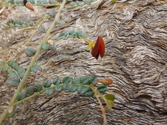 Bossiaea buxifolia