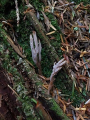 Clavulina castaneipes