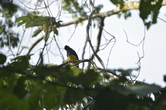 Trogon ramonianus