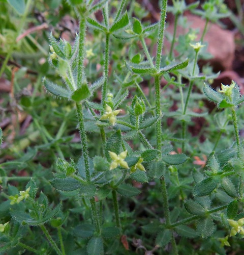 iNaturalist observation photo of bedstraws