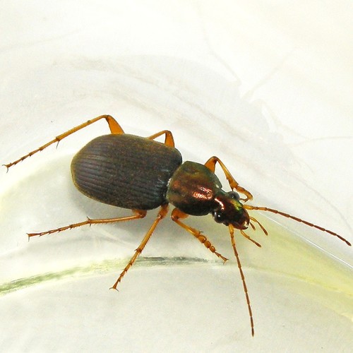 Tricolored Harp Ground Beetle photo 5