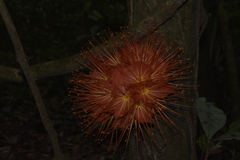 Brownea macrophylla