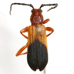 Elytroleptus divisus