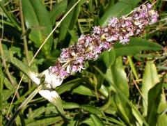 Platostoma rotundifolium