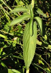 Platostoma rotundifolium