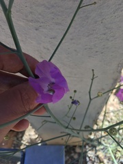 Cristaria multiflora