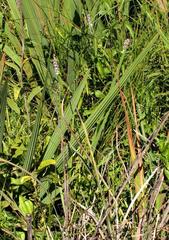 Platostoma rotundifolium