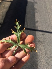 Cristaria multiflora