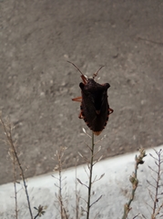 Pentatoma rufipes